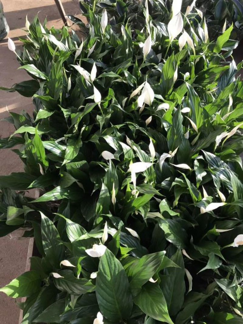 白掌，美酒，绿植，鲜花