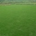 马尼拉草坪