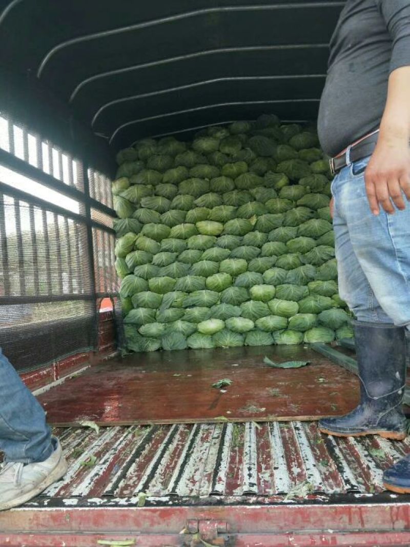 精品包菜，自产自销质量有保证支持打款发货