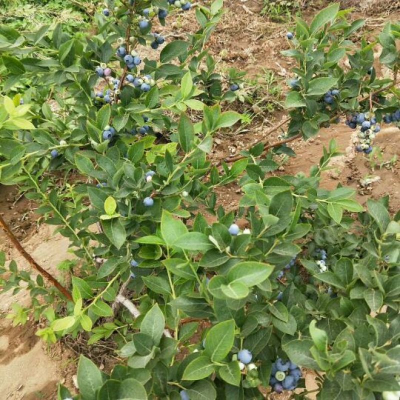 蓝莓苗：薄雾、兔眼，钱德勒、奥尼尔技术指导签订合同！