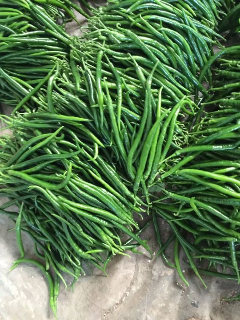 《推荐》精品鲜辣椒，线椒山东潍坊青州精品线椒便宜了辣椒