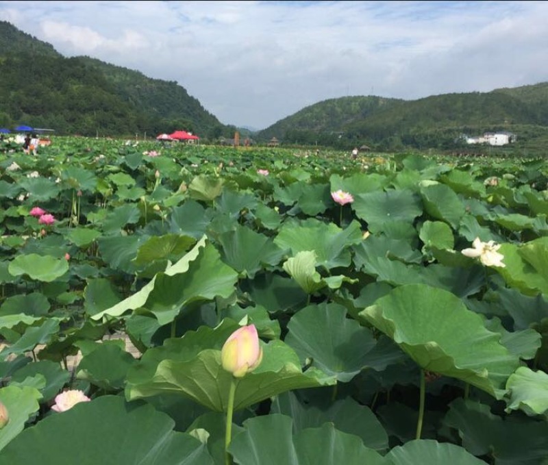白莲子特级干莲子