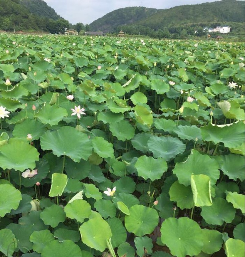 白莲子特级干莲子