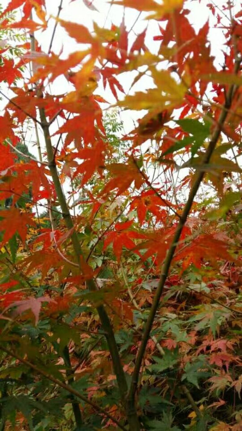 金叶鸡爪槭地径6厘米，货源充足，树形自然，异形飘逸！！