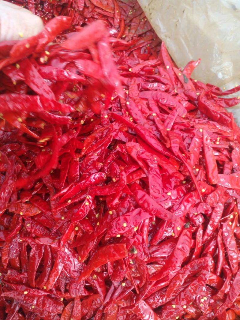 天宇，美人椒，津红，珠子椒等