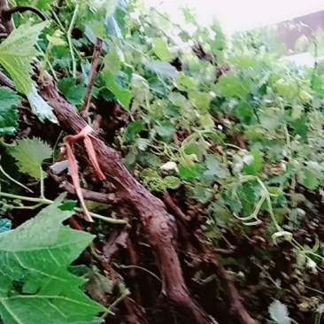 葡萄树葡萄树苖南方种植蓝宝石夏黑树苗大苗特大巨峰爬藤阳光