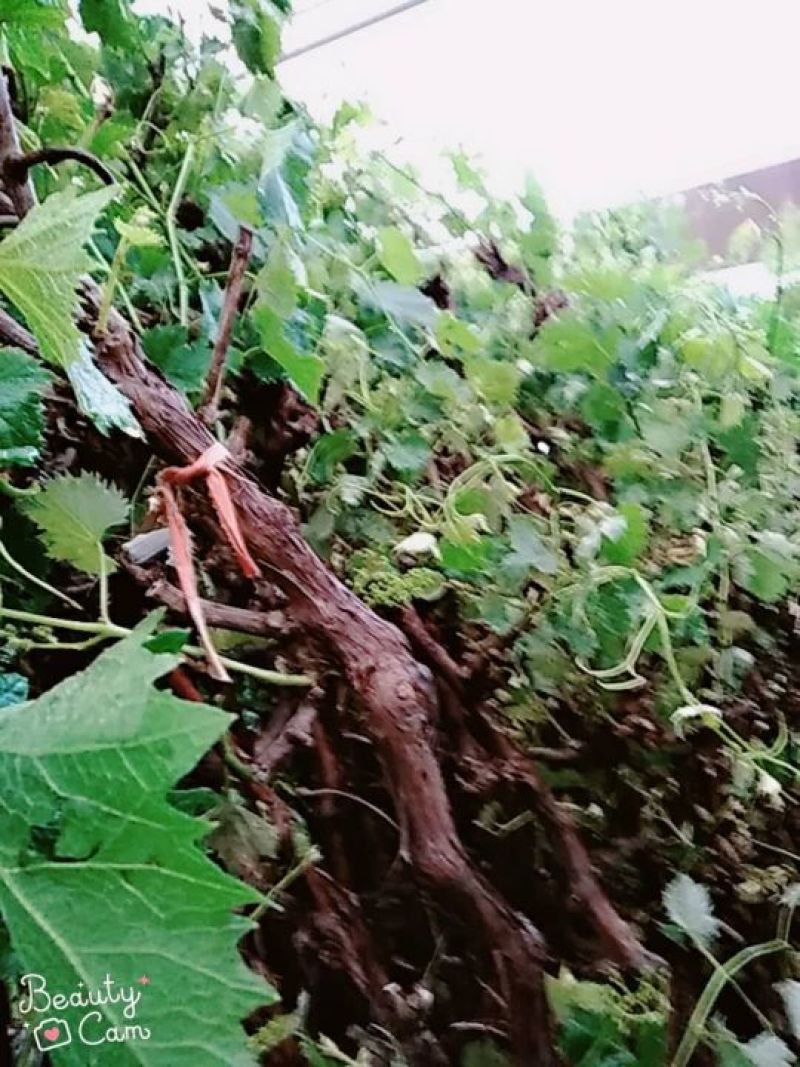 葡萄树葡萄树苖南方种植蓝宝石夏黑树苗大苗特大巨峰爬藤阳光
