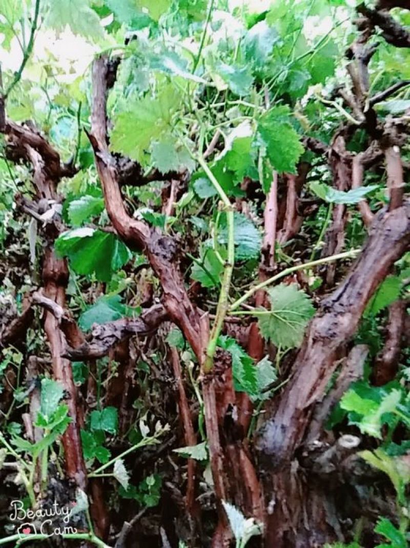 葡萄树葡萄树苖南方种植蓝宝石夏黑树苗大苗特大巨峰爬藤阳光