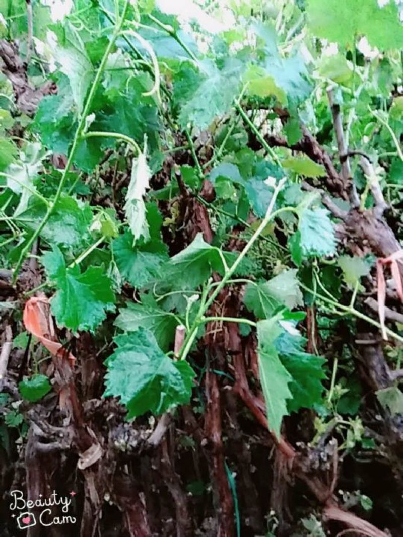 葡萄树葡萄树苖南方种植蓝宝石夏黑树苗大苗特大巨峰爬藤阳光
