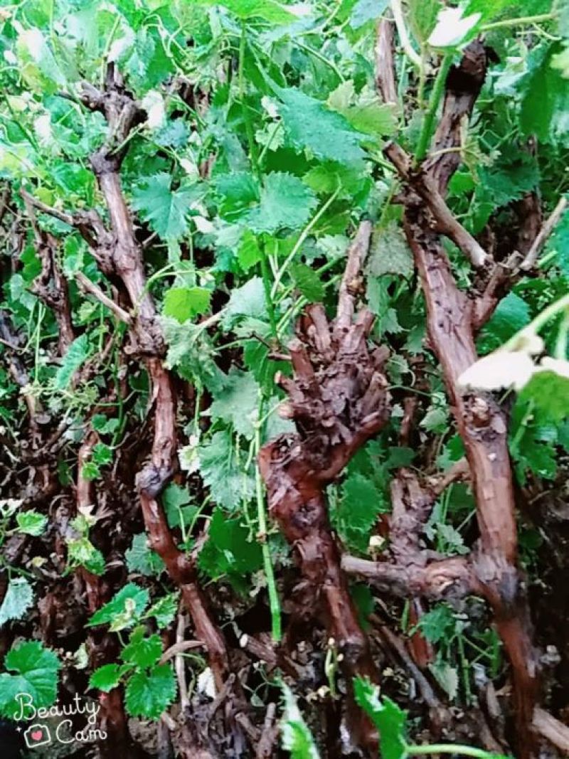 葡萄树葡萄树苖南方种植蓝宝石夏黑树苗大苗特大巨峰爬藤阳光
