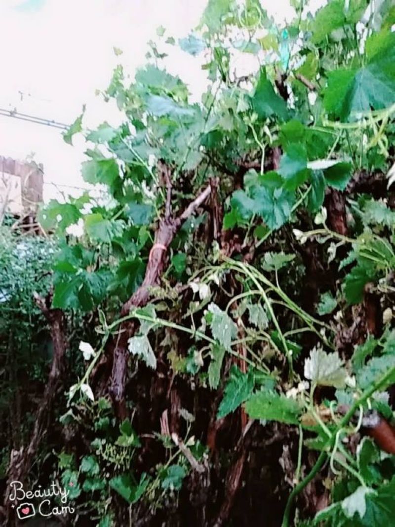 葡萄树葡萄树苖南方种植蓝宝石夏黑树苗大苗特大巨峰爬藤阳光