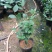 茶花苗高度40到50公分，