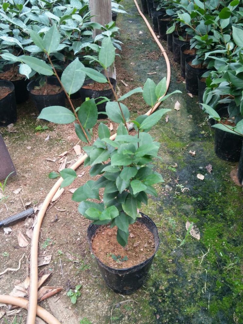 茶花苗高度40到50公分，