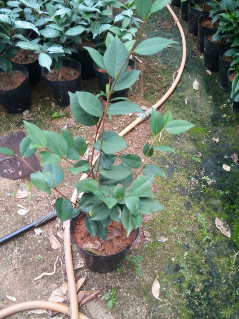 茶花苗高度40到50公分，
