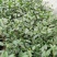 茶花苗高度40到50公分，