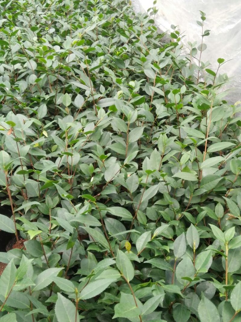 茶花苗高度40到50公分，