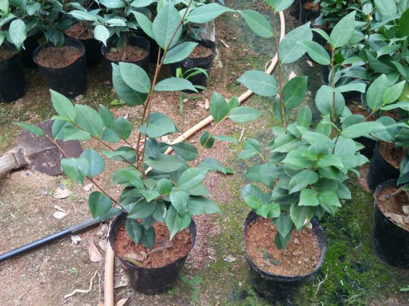 茶花苗高度40到50公分，