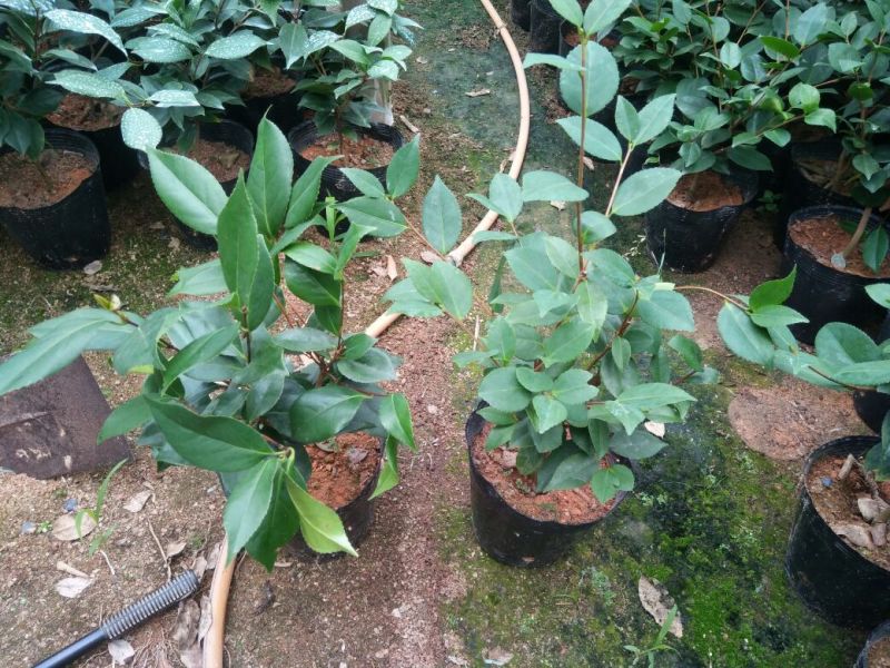 茶花苗高度40到50公分，