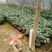 茶花苗高度40到50公分，