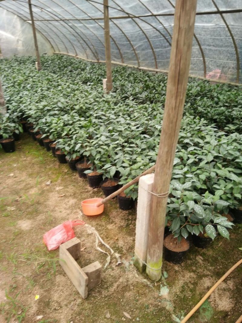 茶花苗高度40到50公分，