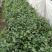 茶花苗高度40到50公分，