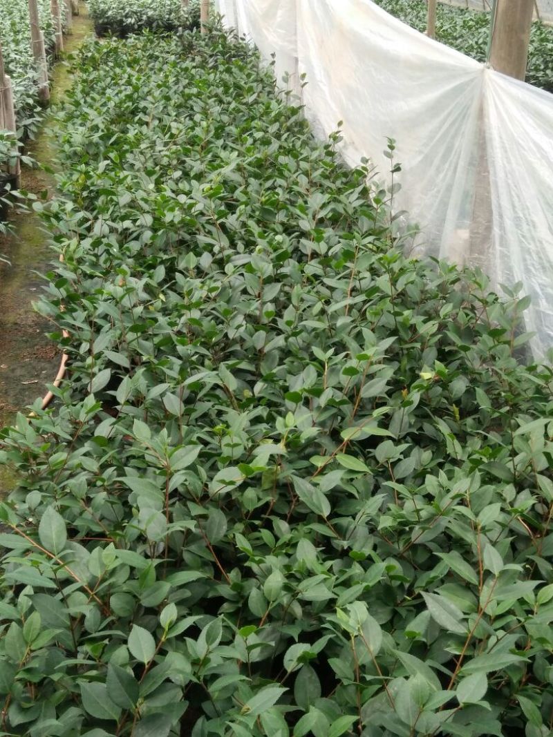 茶花苗高度40到50公分，