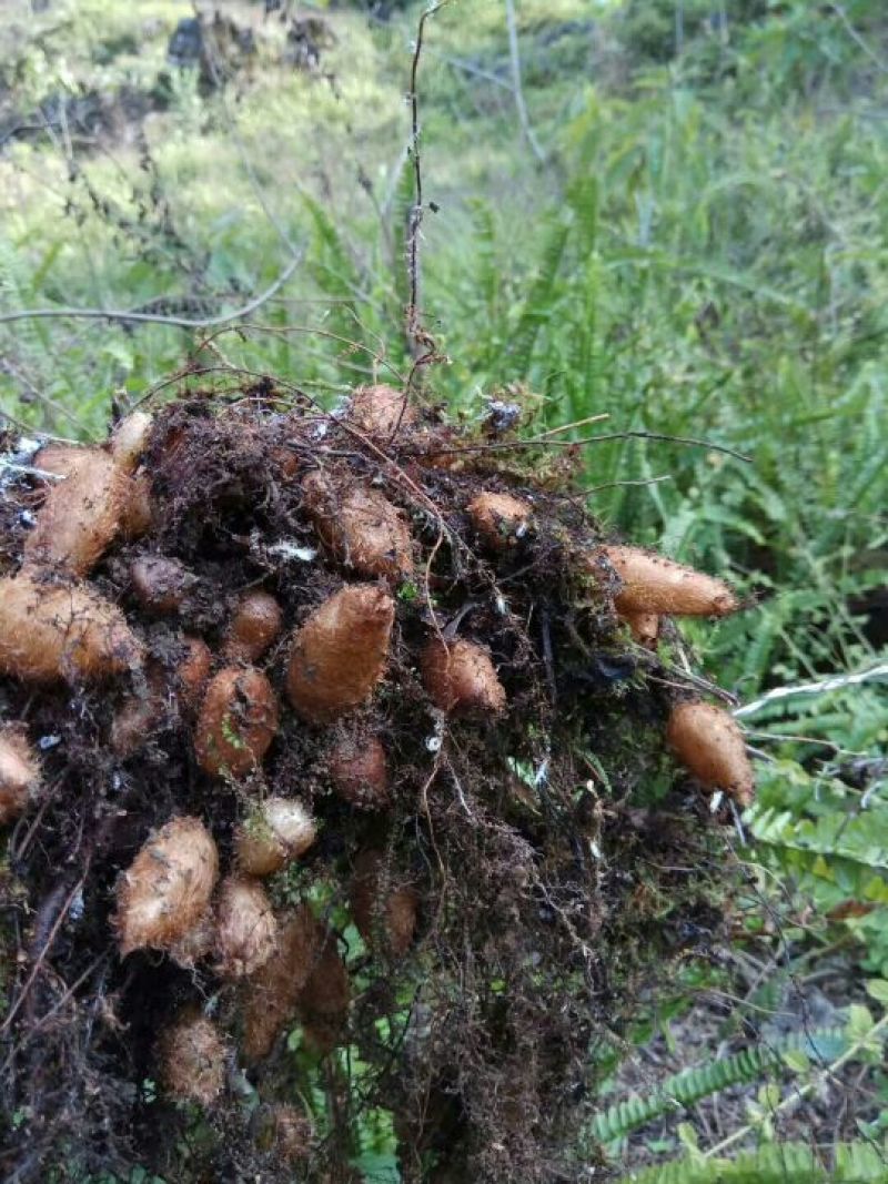 山黄皮马骝卵