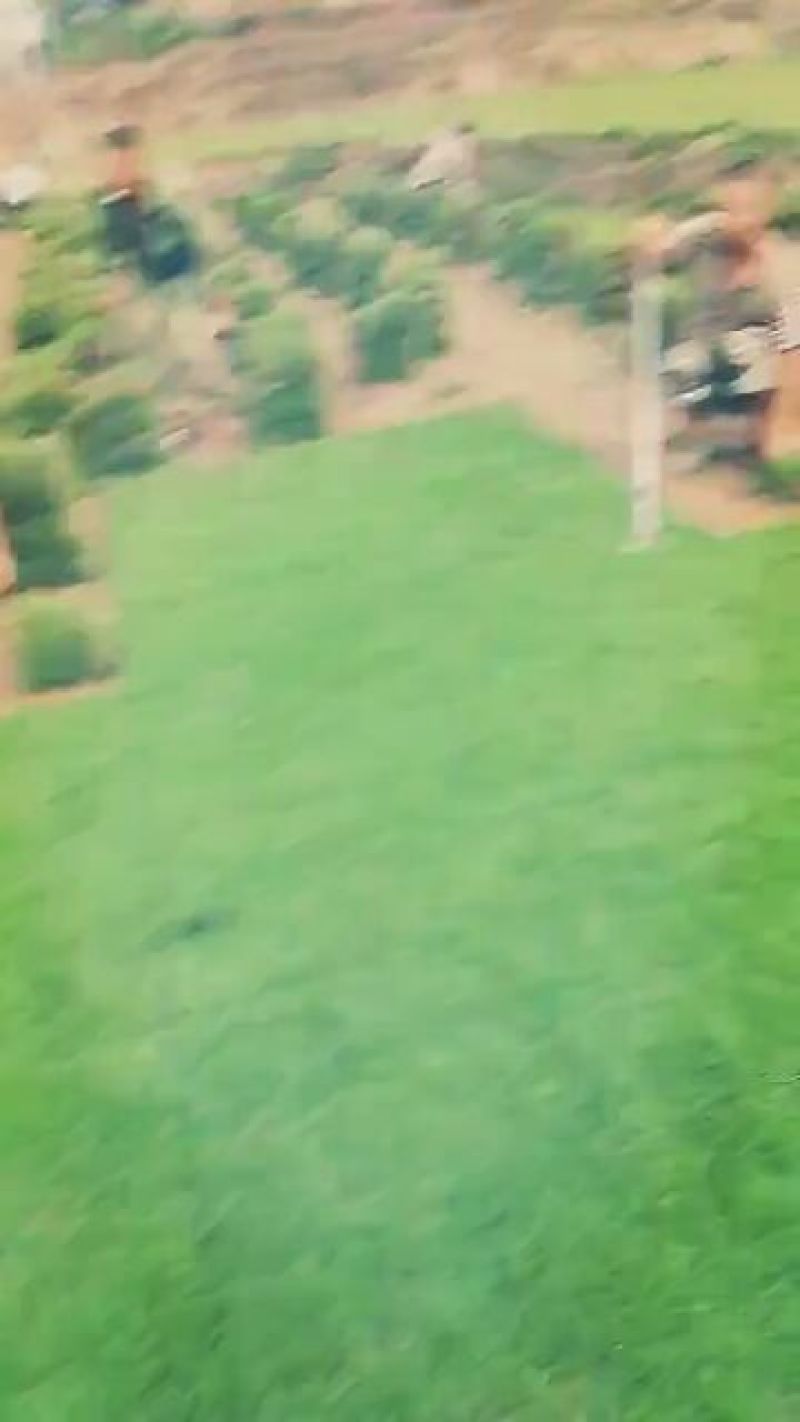 草皮
