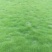 草皮