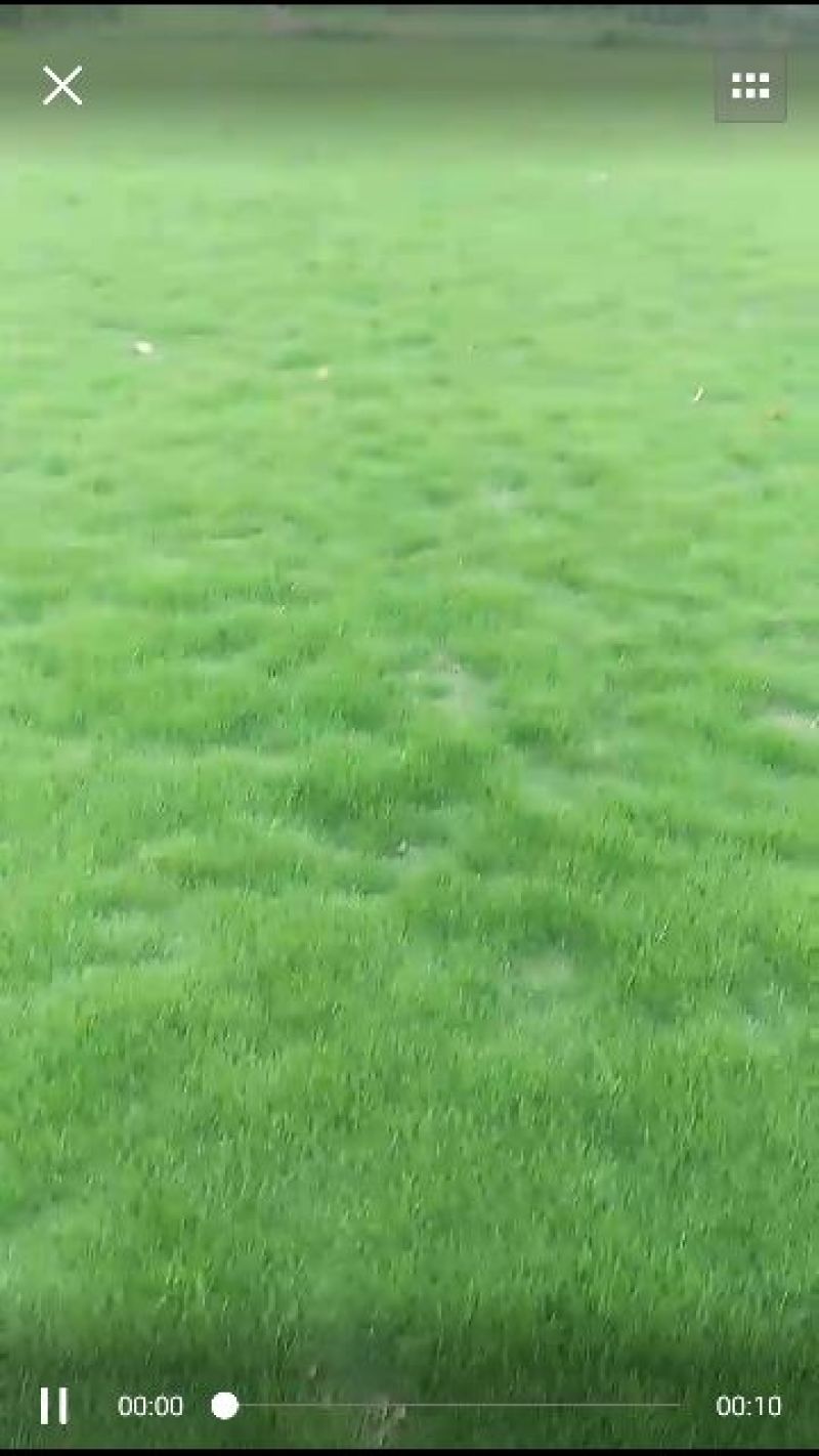 草皮