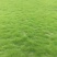 草皮