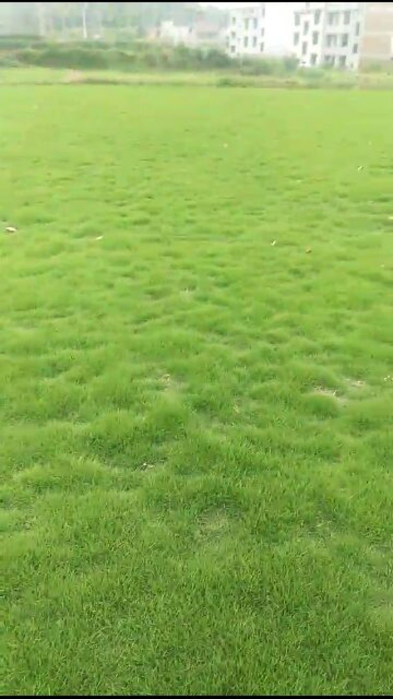 草皮