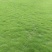 草皮