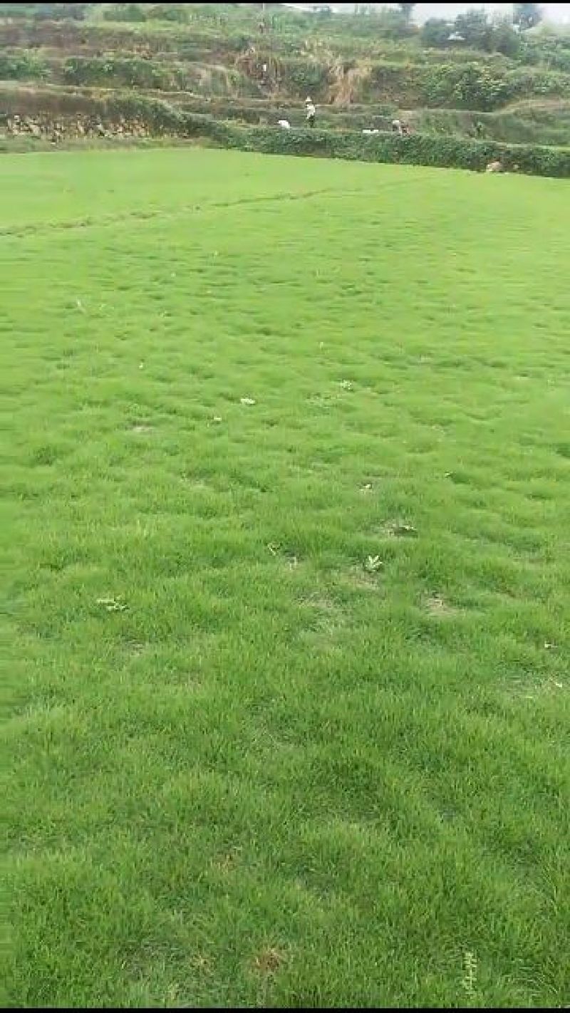草皮