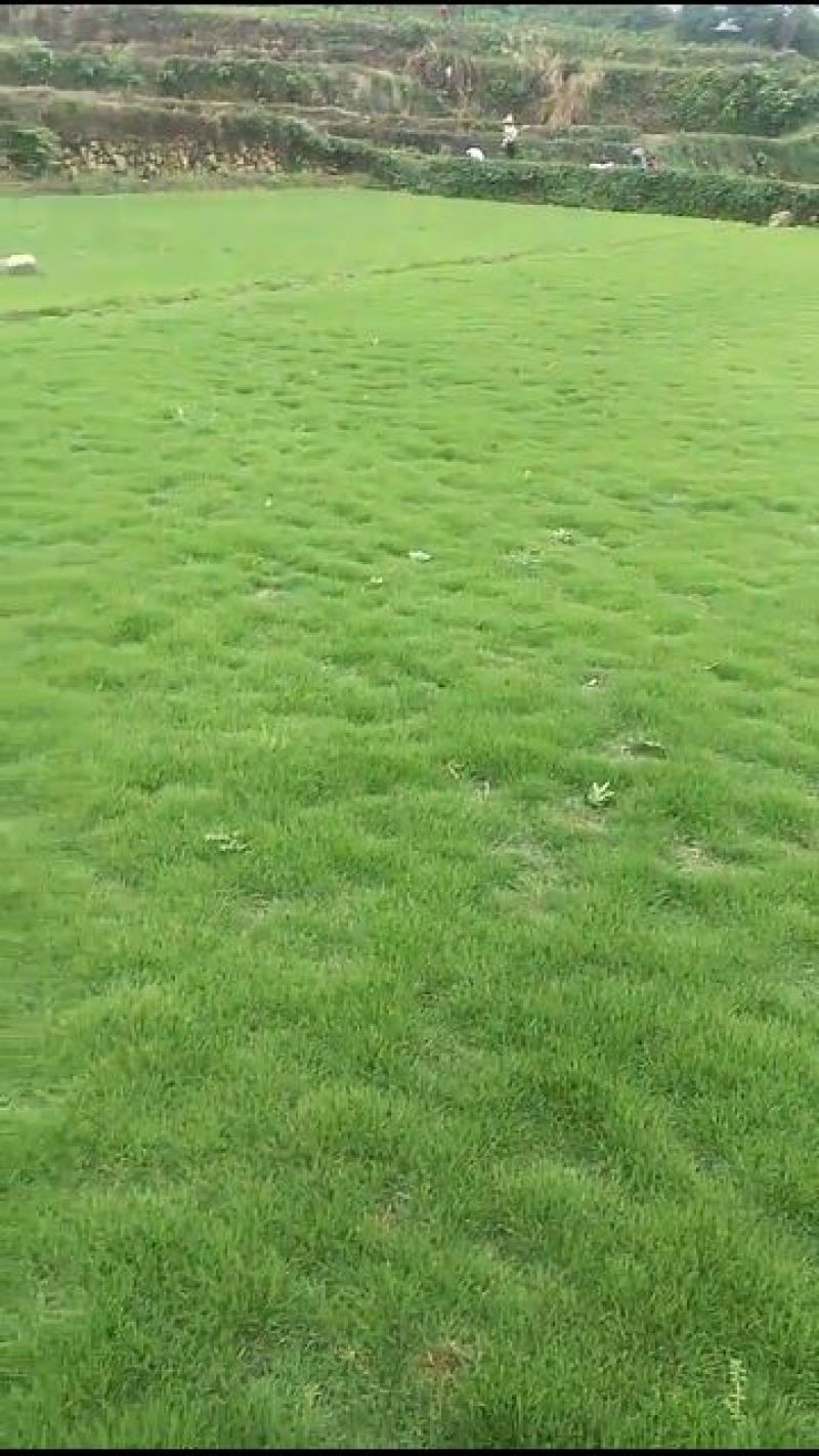草皮