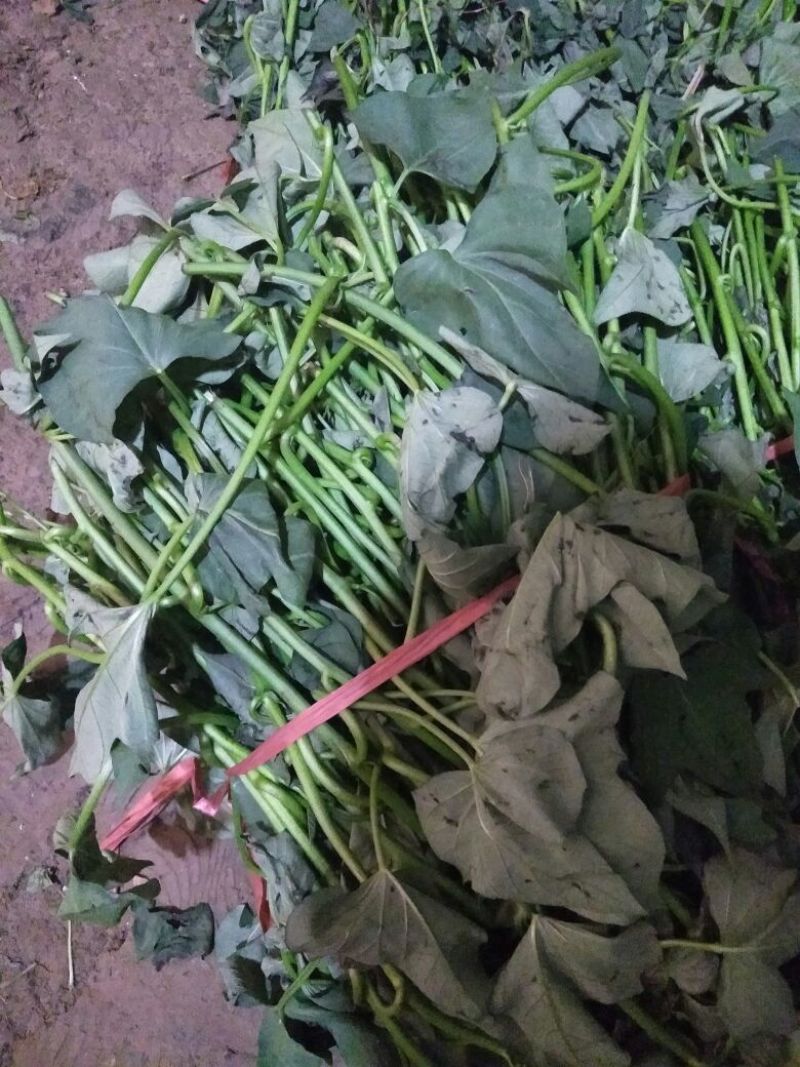 原种商薯19大田苗