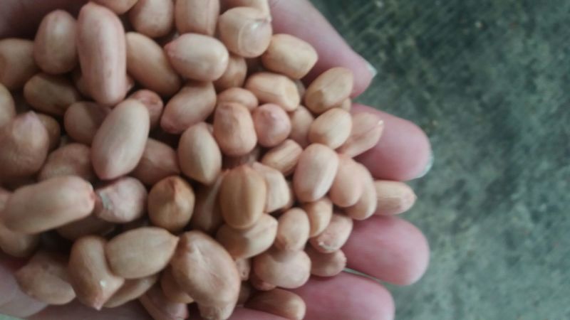 大粒花生米进口花生