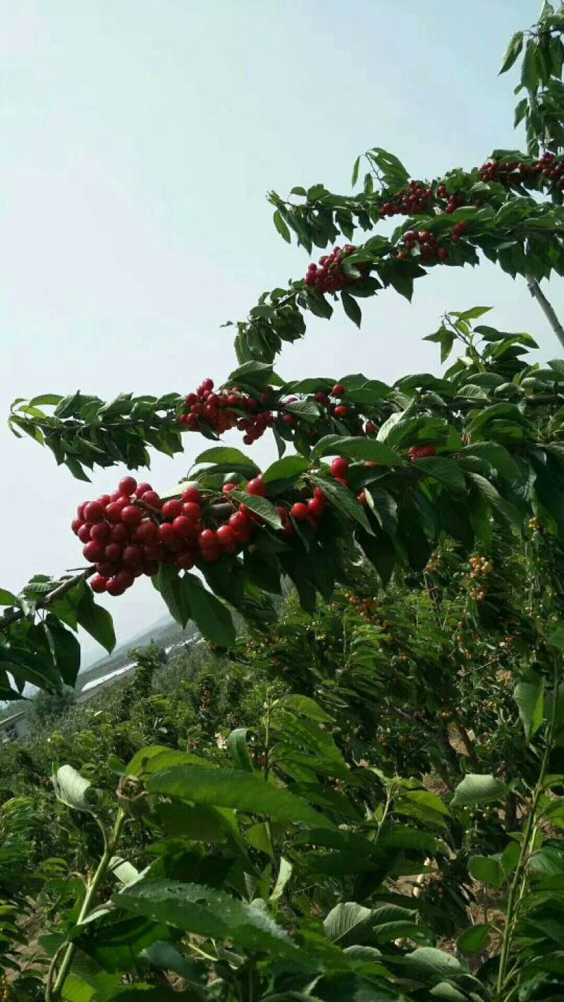大连陆地红灯大樱桃陆续下来了，果大味美，