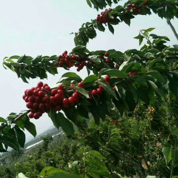 红灯樱桃