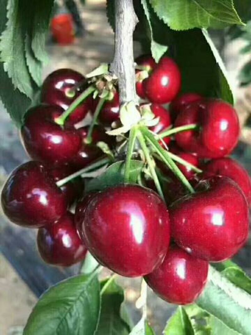 红灯樱桃