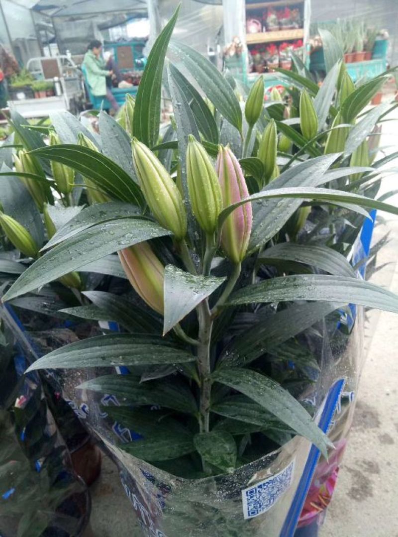 香水百合