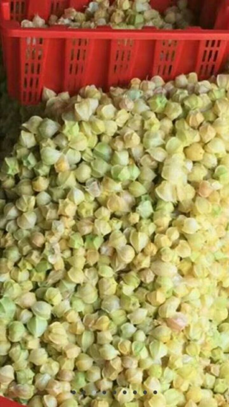 丹东大菇茑