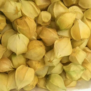 丹东大菇茑