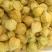 丹东大菇茑