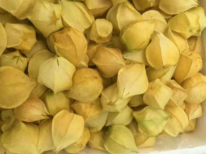 丹东大菇茑