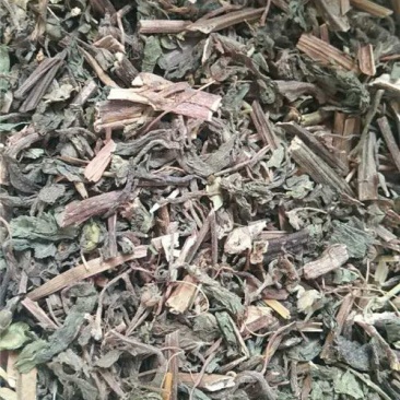 旱莲草