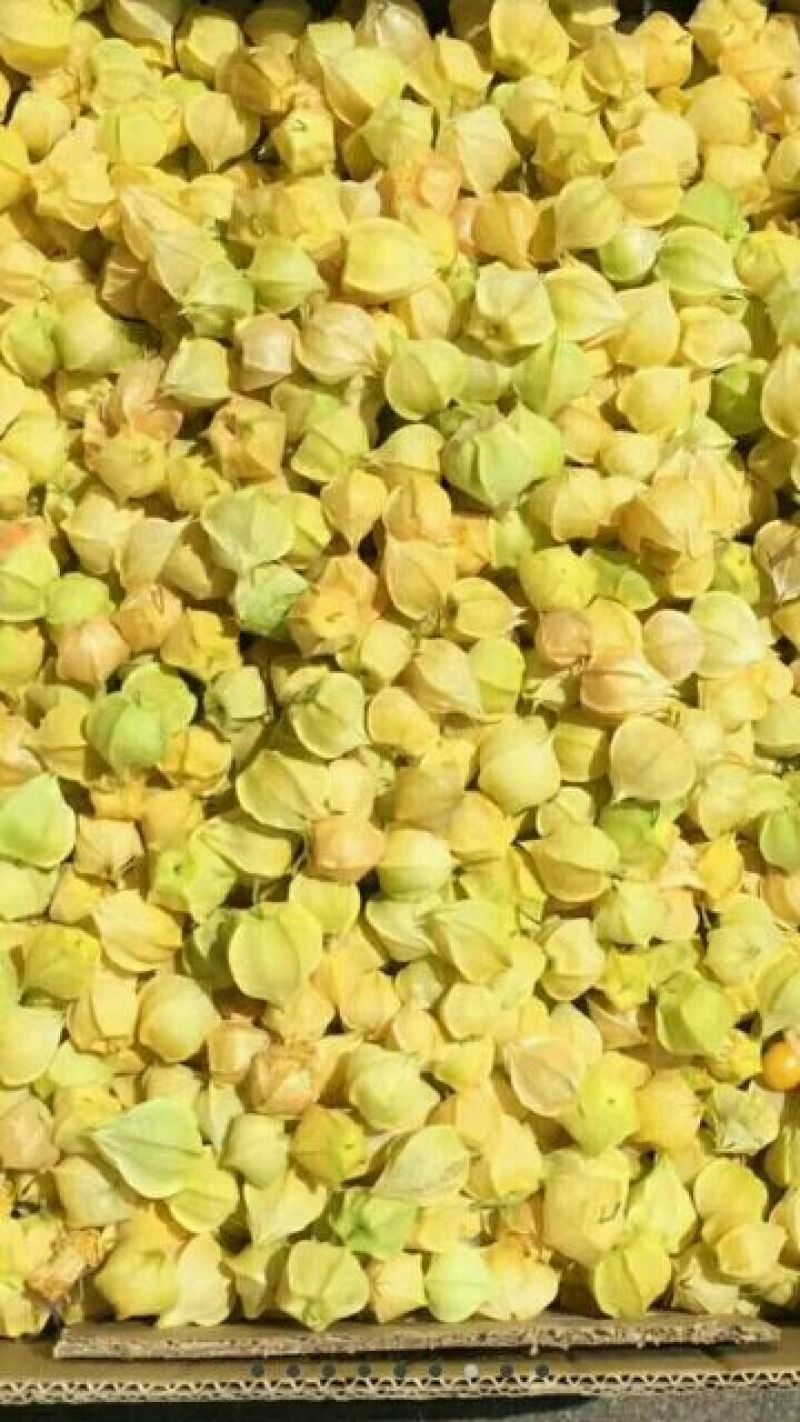 丹东大菇茑