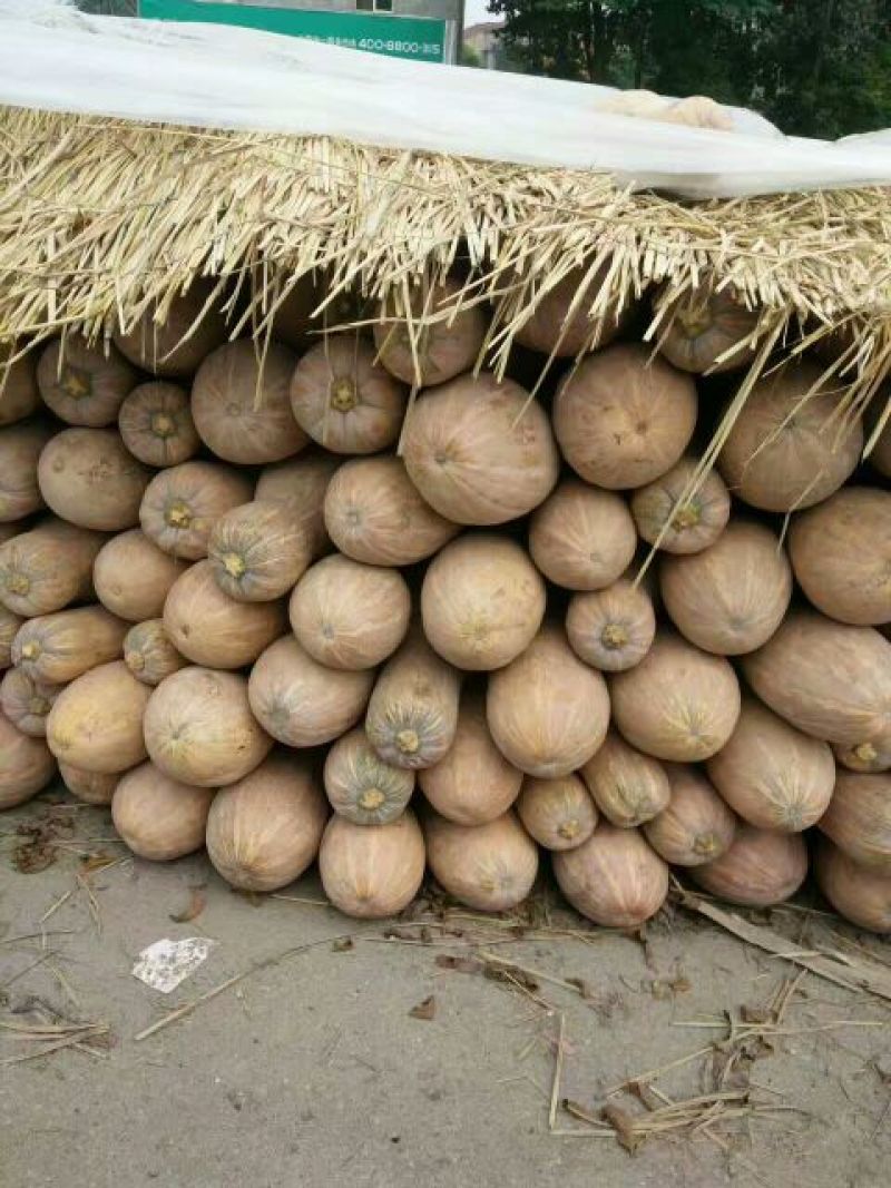 湖北精品南瓜早熟小果欢迎咨询采购、一手货源