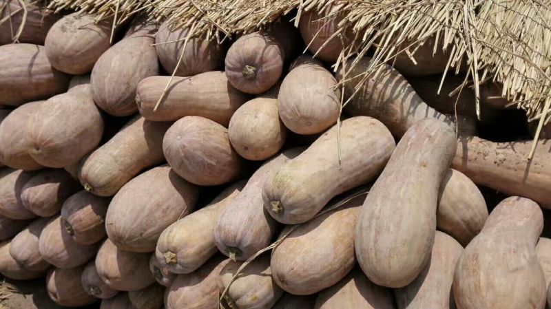 湖北精品南瓜早熟小果欢迎咨询采购、一手货源