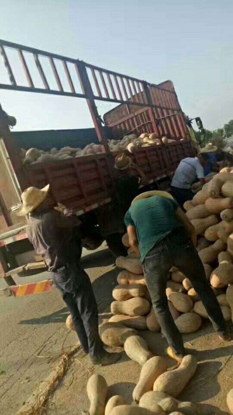 湖北精品南瓜早熟小果欢迎咨询采购、一手货源
